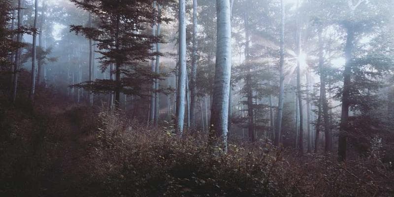 Denial Management Triage: A Structured Approach to Reclaiming Revenue